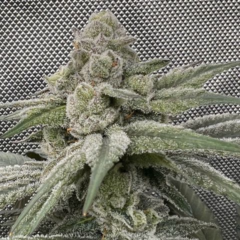 Fire Flame Fuego (FX3) FSTS X SOLFIRE GARDENS DISCORD CUP growlog timeline photo