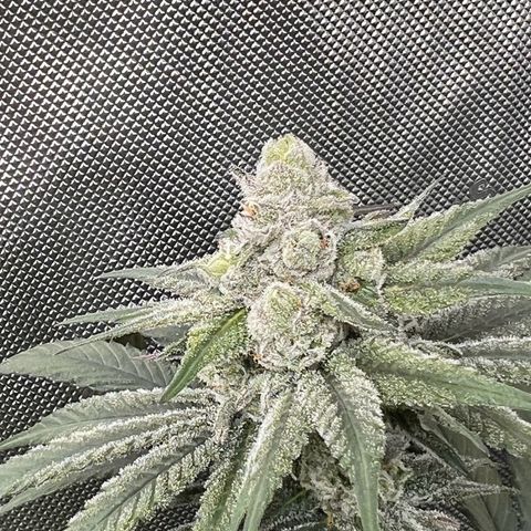 Fire Flame Fuego (FX3) FSTS X SOLFIRE GARDENS DISCORD CUP growlog timeline photo