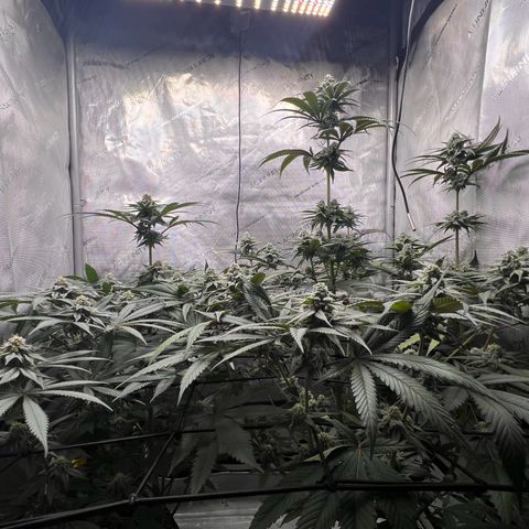 Fire Flame Fuego (FX3) FSTS X SOLFIRE GARDENS DISCORD CUP growlog timeline photo