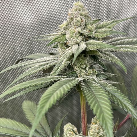Fire Flame Fuego (FX3) FSTS X SOLFIRE GARDENS DISCORD CUP growlog timeline photo