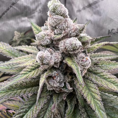 Fire Flame Fuego (FX3) FSTS X SOLFIRE GARDENS DISCORD CUP growlog timeline photo