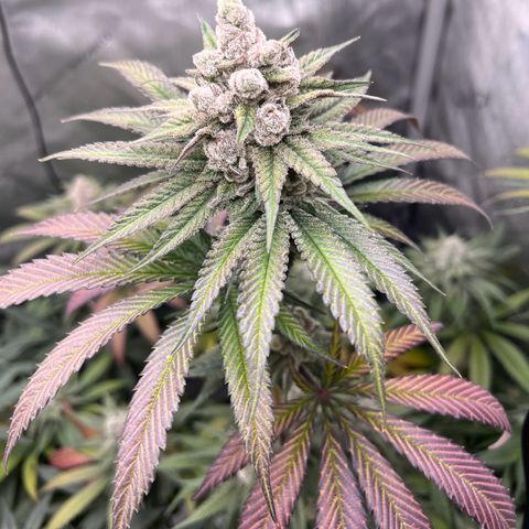 Fire Flame Fuego (FX3) FSTS X SOLFIRE GARDENS DISCORD CUP growlog timeline photo