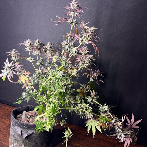 Fire Flame Fuego (FX3) FSTS X SOLFIRE GARDENS DISCORD CUP growlog timeline photo