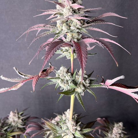 Fire Flame Fuego (FX3) FSTS X SOLFIRE GARDENS DISCORD CUP growlog timeline photo