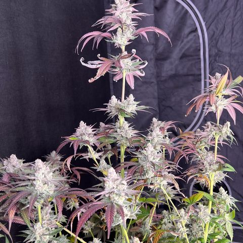 Fire Flame Fuego (FX3) FSTS X SOLFIRE GARDENS DISCORD CUP growlog timeline photo