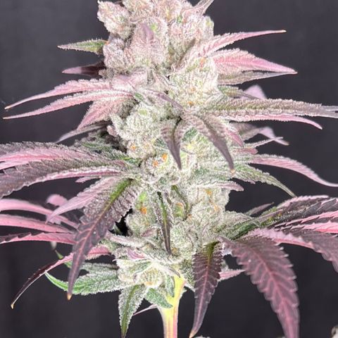 Fire Flame Fuego (FX3) FSTS X SOLFIRE GARDENS DISCORD CUP growlog timeline photo