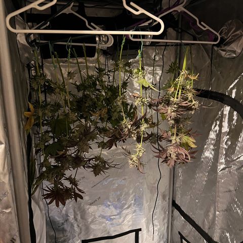 Fire Flame Fuego (FX3) FSTS X SOLFIRE GARDENS DISCORD CUP growlog timeline photo