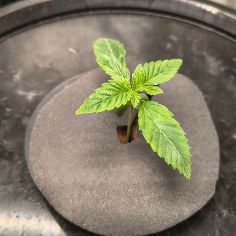 WiFi Cookies DWC growlog timeline photo