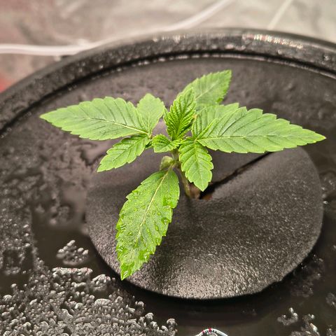 WiFi Cookies DWC growlog timeline photo
