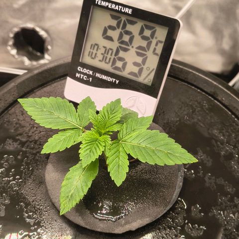 WiFi Cookies DWC growlog timeline photo