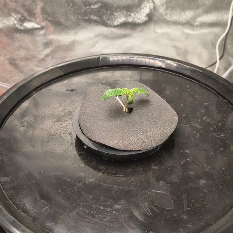 WiFi Cookies DWC growlog timeline photo