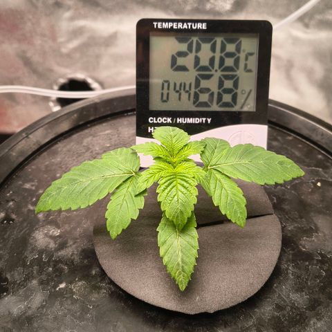WiFi Cookies DWC growlog timeline photo