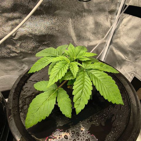 WiFi Cookies DWC growlog timeline photo