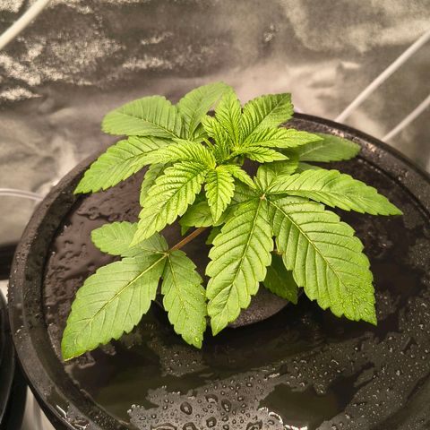 WiFi Cookies DWC growlog timeline photo