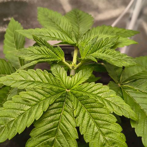 WiFi Cookies DWC growlog timeline photo