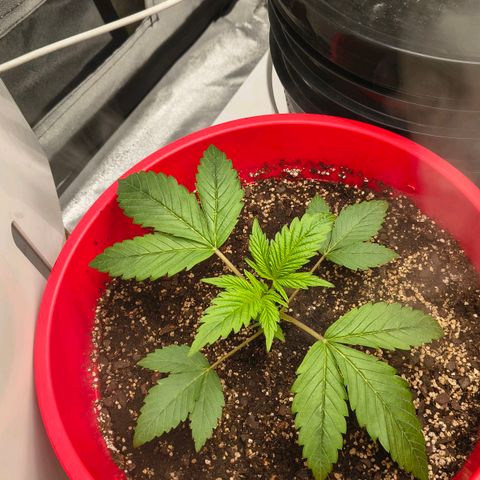 BSOD74 purple karma  growlog timeline photo