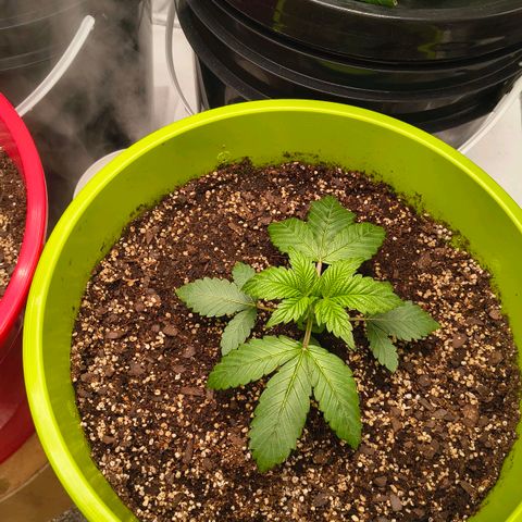 WiFi Cookies  growlog timeline photo