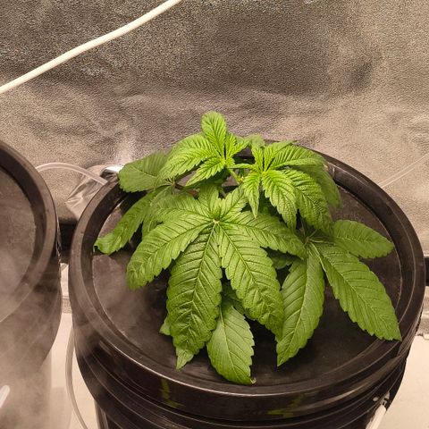 WiFi Cookies DWC growlog timeline photo