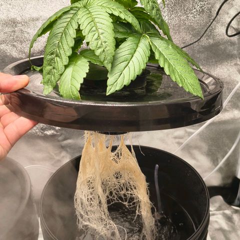 WiFi Cookies DWC growlog timeline photo