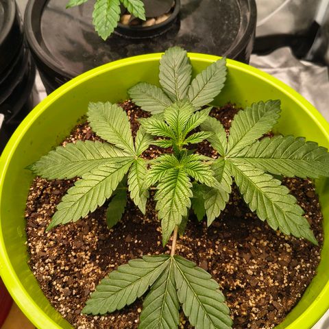 WiFi Cookies  growlog timeline photo