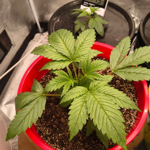 BSOD74 purple karma  growlog timeline photo