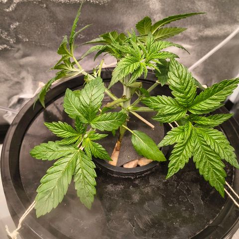 WiFi Cookies DWC growlog timeline photo