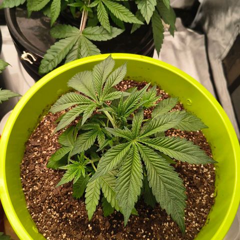 WiFi Cookies  growlog timeline photo