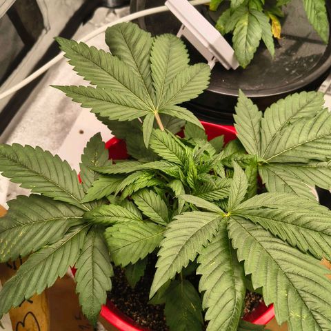 BSOD74 purple karma  growlog timeline photo