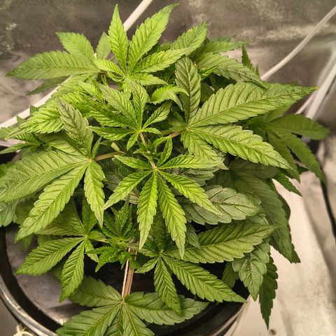 WiFi Cookies DWC growlog timeline photo