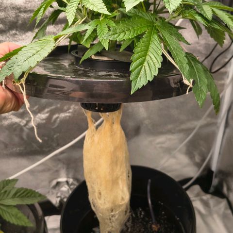 WiFi Cookies DWC growlog timeline photo