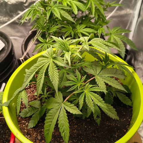 WiFi Cookies  growlog timeline photo