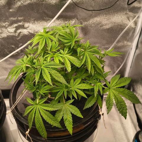 WiFi Cookies DWC growlog timeline photo