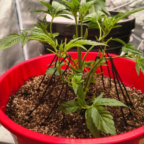 BSOD74 purple karma  growlog timeline photo