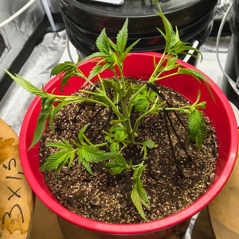 BSOD74 purple karma  growlog timeline photo