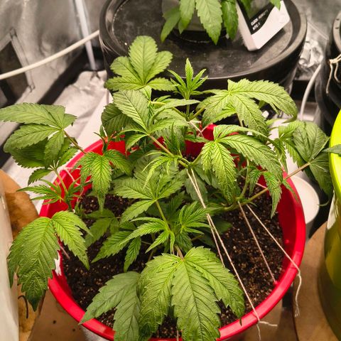 BSOD74 purple karma  growlog timeline photo