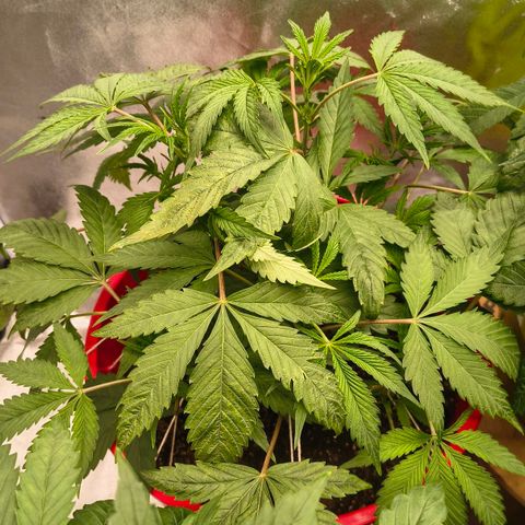 BSOD74 purple karma  growlog timeline photo