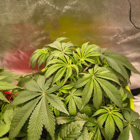 WiFi Cookies  growlog timeline photo