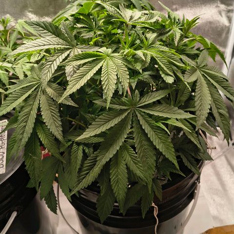 WiFi Cookies DWC growlog timeline photo