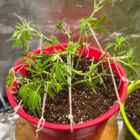 BSOD74 purple karma  growlog timeline photo