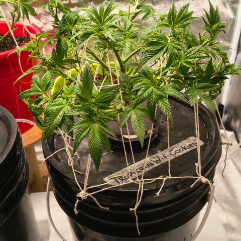 WiFi Cookies DWC growlog timeline photo
