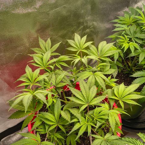BSOD74 purple karma  growlog timeline photo