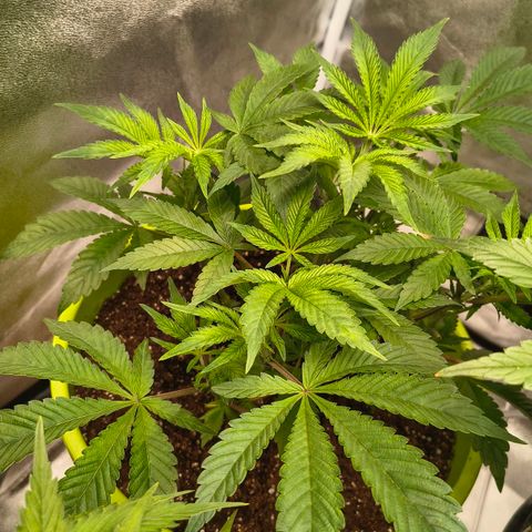 WiFi Cookies  growlog timeline photo