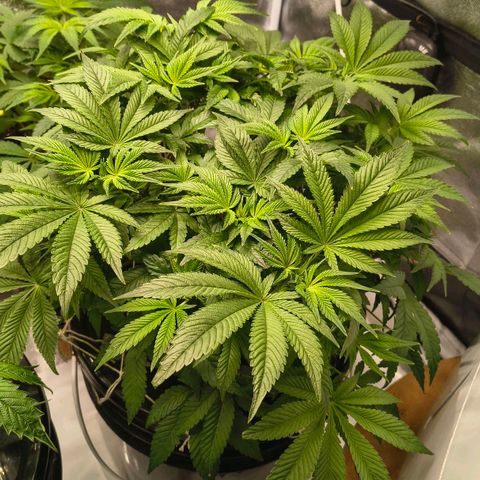 WiFi Cookies DWC growlog timeline photo