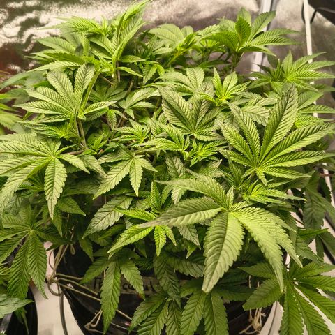 WiFi Cookies DWC growlog timeline photo