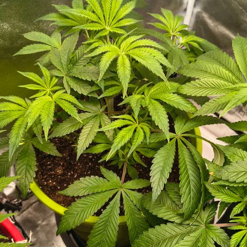 WiFi Cookies  growlog timeline photo