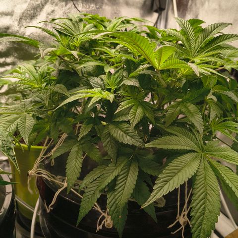 WiFi Cookies DWC growlog timeline photo