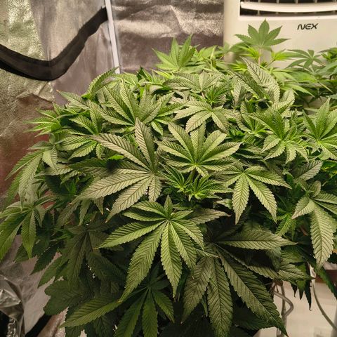 WiFi Cookies DWC growlog timeline photo