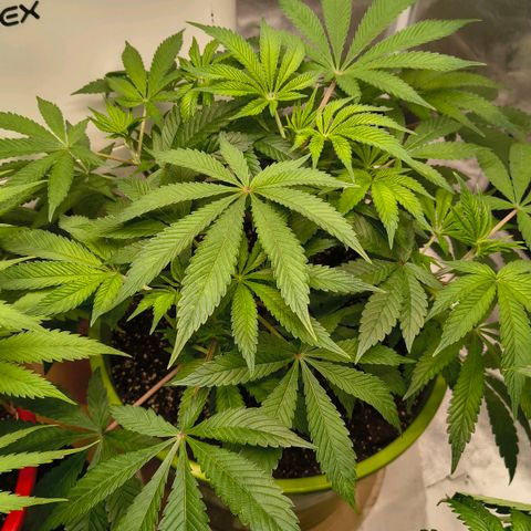 WiFi Cookies  growlog timeline photo