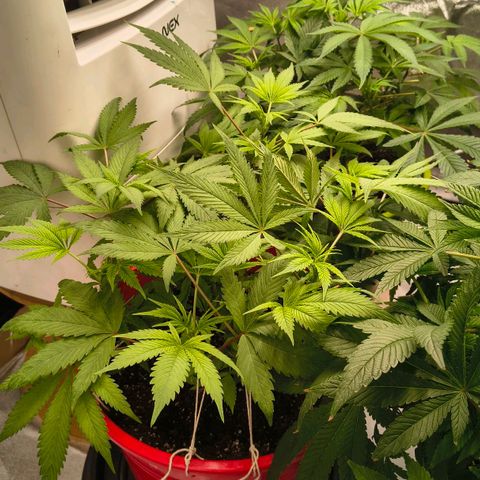 BSOD74 purple karma  growlog timeline photo