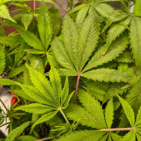 BSOD74 purple karma  growlog timeline photo